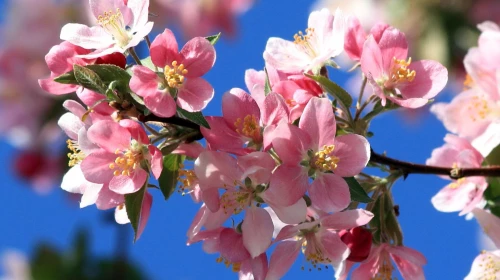 Primo Marzo: inizia la primavera meteorologica